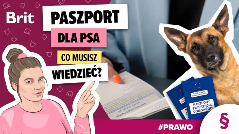 Paszport dla psa: od ręki, ale na podróż czekasz 21 dni!