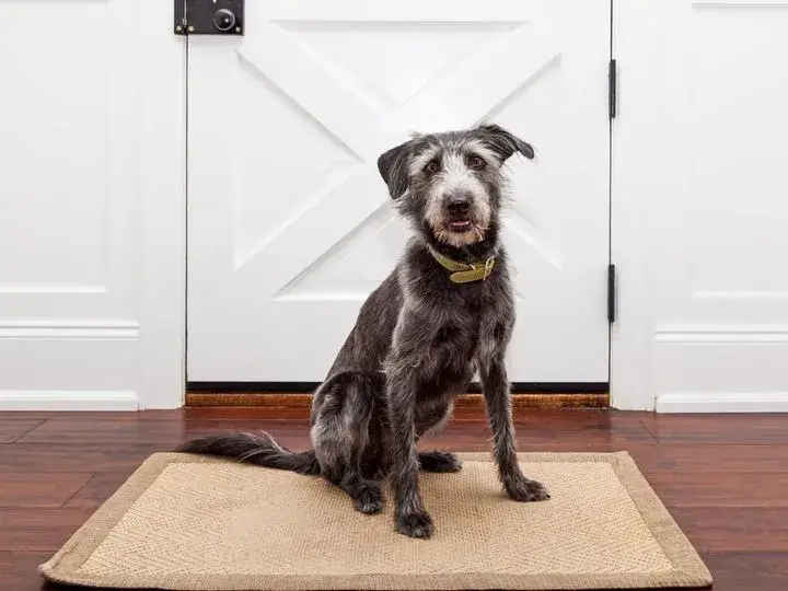 Jak zabezpieczyć drzwi przed drapaniem psa - skuteczne metody ochrony