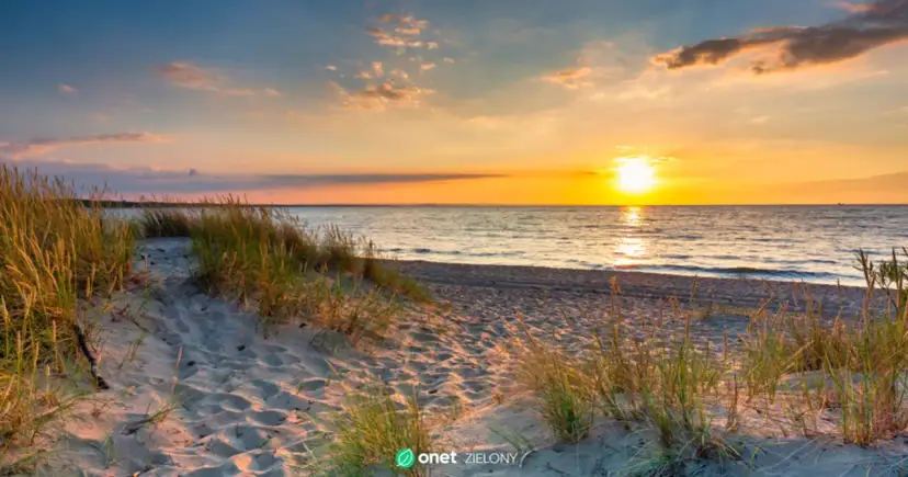 Protisty w Bałtyku: Klucz do życia, zagrożenie i ratunek dla morza?