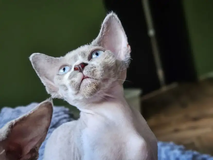 Gdzie znaleźć devon rex za darmo? Sprawdź oferty w Lublinie