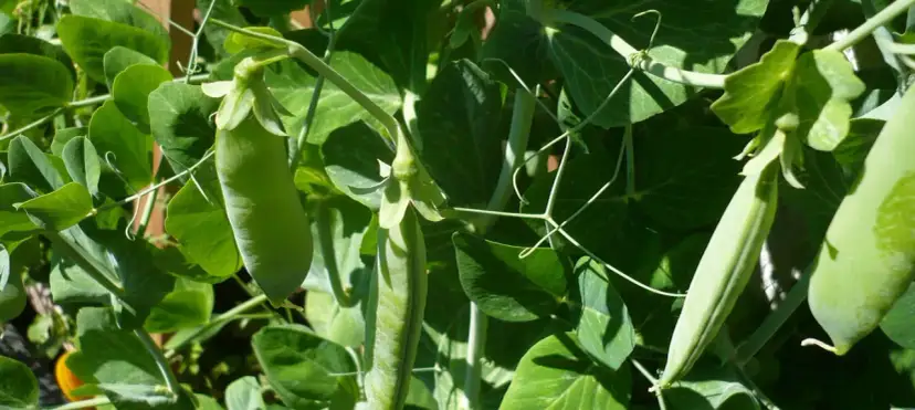 Kiedy sadzić groszek cukrowy, aby uniknąć błędów w uprawie?