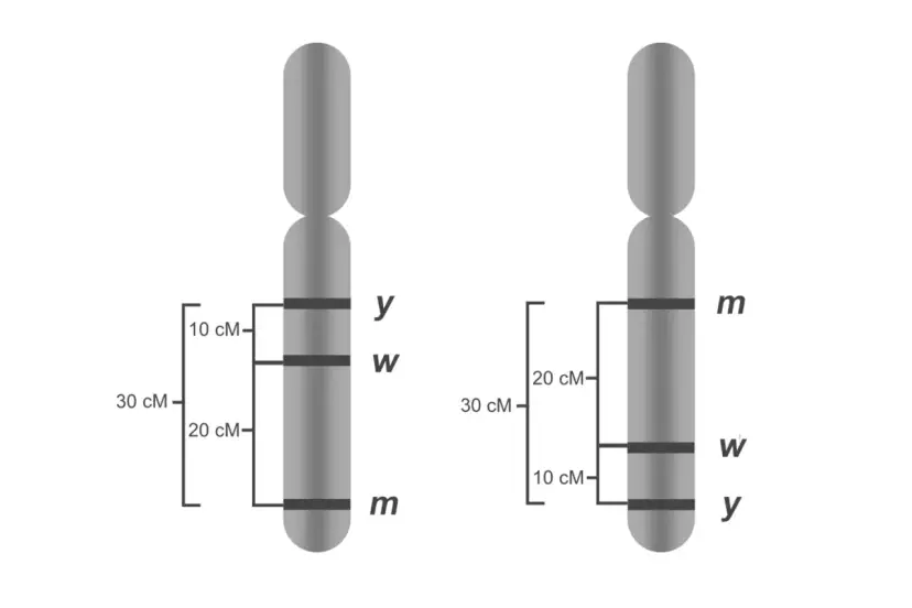 Dwa chromosomy z zaznaczonymi genami. Czy paradontoza jest dziedziczna? Analiza genów na chromosomach może pomóc odpowiedzieć na to pytanie.