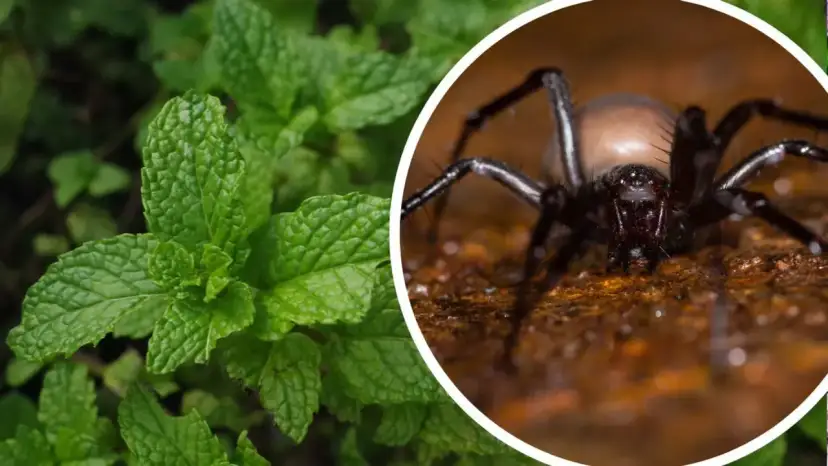 Jak pozbyć się niechcianego gościa z domu bez konfliktów i stresu