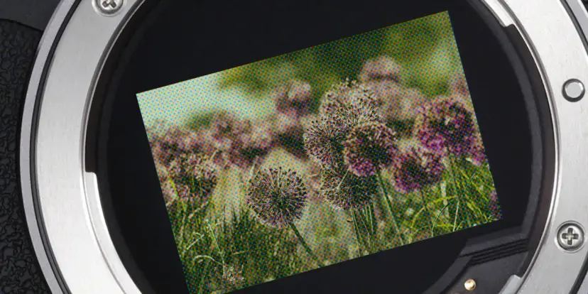 Zbliżenie na obiektyw aparatu z widokiem na kwiaty cebuli, z pikselami widocznymi na zdjęciu.