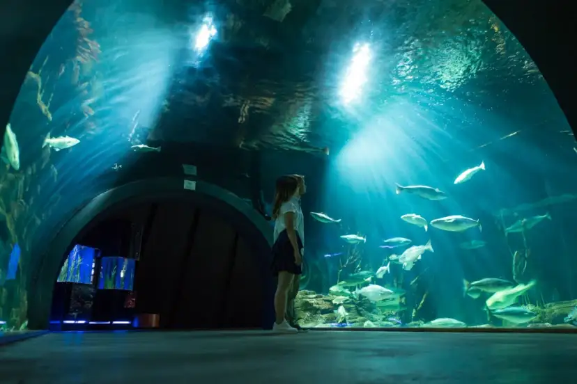 Ozeaneum Stralsund bilety: Kup online, omiń kolejki i oszczędź!