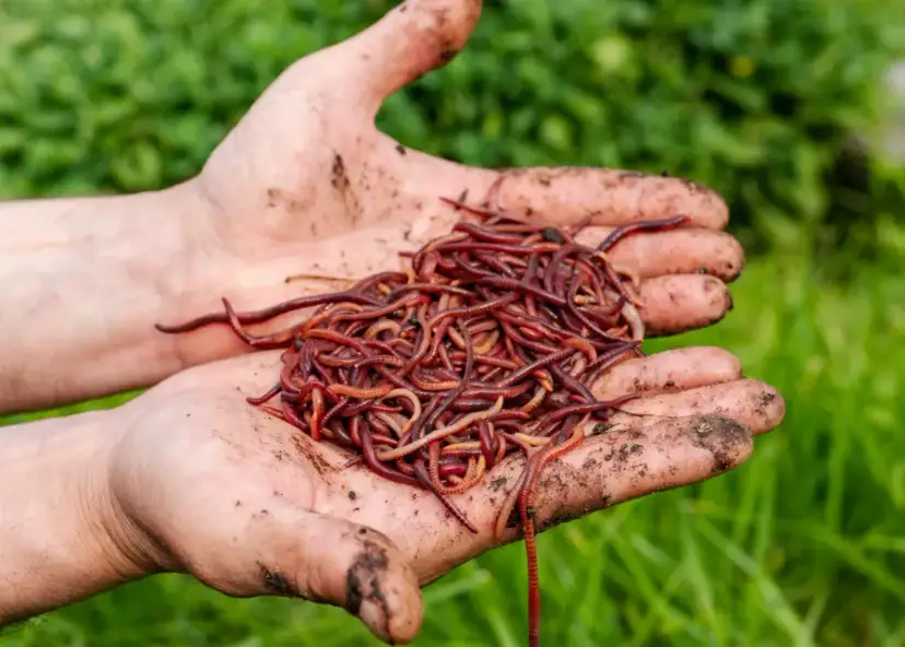 Jak szybko rozmnażają się dżdżownice kalifornijskie? Oto kluczowe fakty