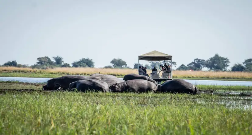 Grupa hipopotamów, zwanych też słoniami wodnymi, odpoczywa w płytkiej wodzie. Obok nich przepływa łódź z turystami.