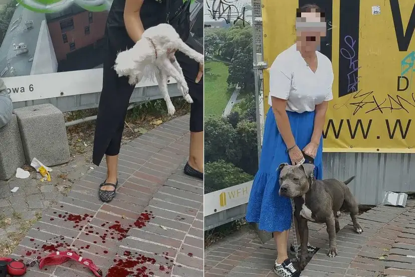 Dwie sceny: po lewej biały pies w rękach, plamy krwi na chodniku. Po prawej kobieta z pitbullem. Czy to polowanie na psy kolejność?