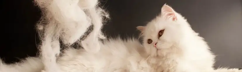 Jak usunąć klej z sierści kota - skuteczne i bezpieczne metody