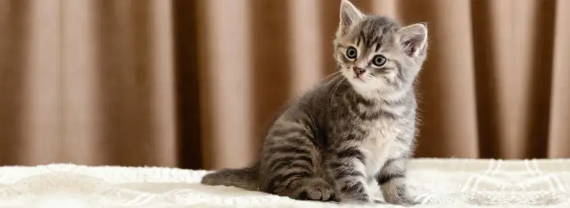 Czy małego kotka można kąpać? Oto, co musisz wiedzieć