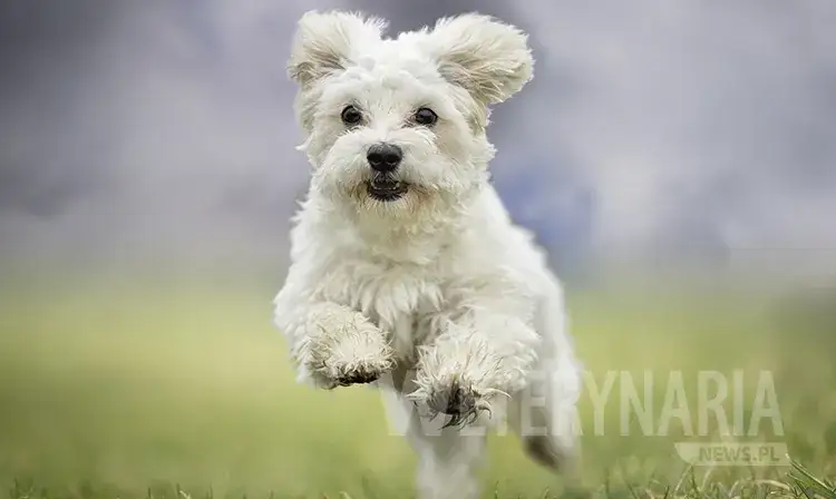 Alergia u maltańczyka: Rozpoznaj objawy i przynieś ulgę pupilowi