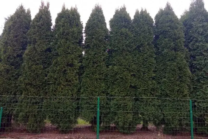 Tuje szmaragd ile od ogrodzenia – uniknij problemów z sąsiadami