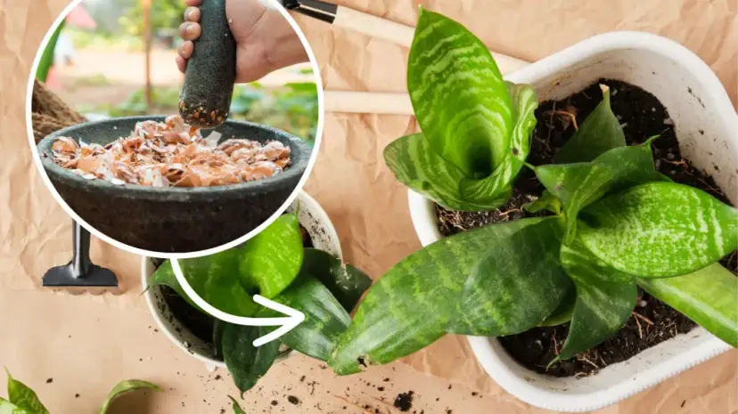 Jak zrobić nawóz do kwiatów - proste przepisy na naturalny wzrost