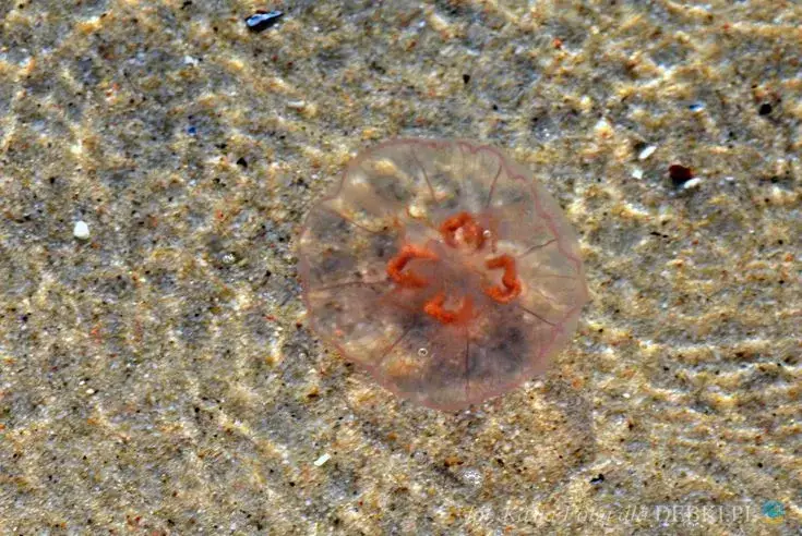 Meduzy w Bałtyku: parzą? Co musisz wiedzieć przed kąpielą!