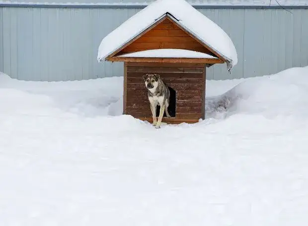 Skuteczne sposoby na ocieplenie budy dla psa, aby zapewnić mu ciepło