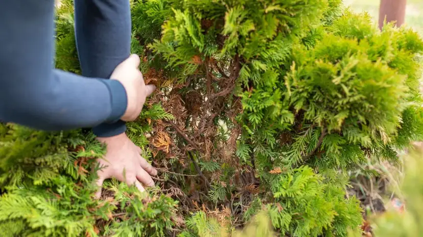 Jakim nawozem zasilać tuje, aby uniknąć brązowienia igieł?