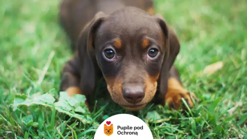 Jak odrobaczać szczeniaka: uniknij problemów zdrowotnych u pupila