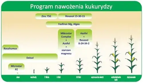 Jakie nawozy pod kukurydzę na ziarno - skuteczne metody nawożenia