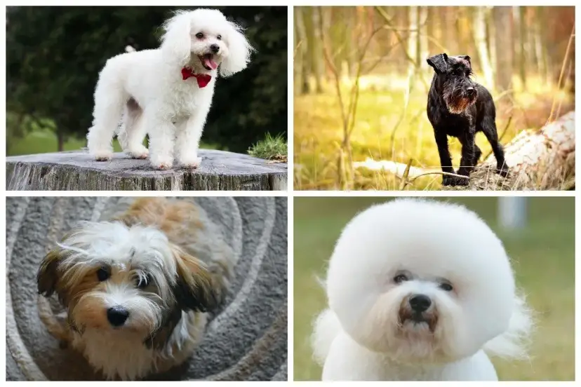 Jakie psy nie gubią sierści? Odkryj rasy idealne dla alergików