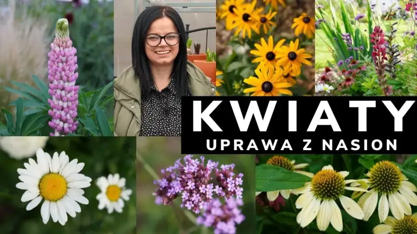 Kiedy siać kwiaty wieloletnie, aby uniknąć nieudanych plonów?