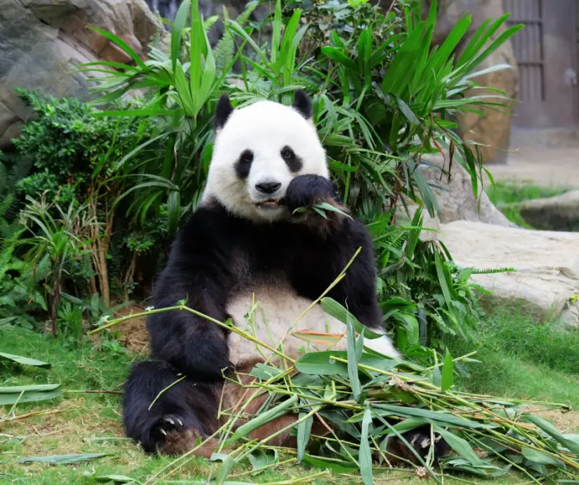 Jak chronić gatunki zagrożone wyginięciem i ocalić naszą planetę