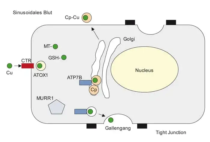 Morbus Wilson Diagnostik: Wichtige Tests zur Früherkennung der Krankheit