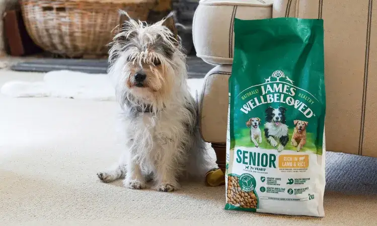 Co je szczeniak? Kompletny poradnik żywienia od A do Z