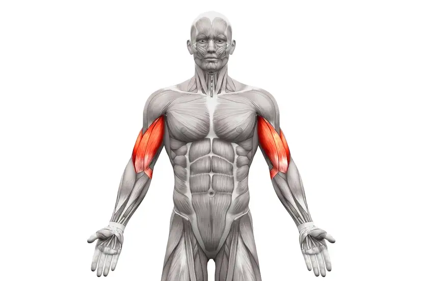 Jak rozciągać biceps? Uniknij 5 błędów i zyskaj siłę!