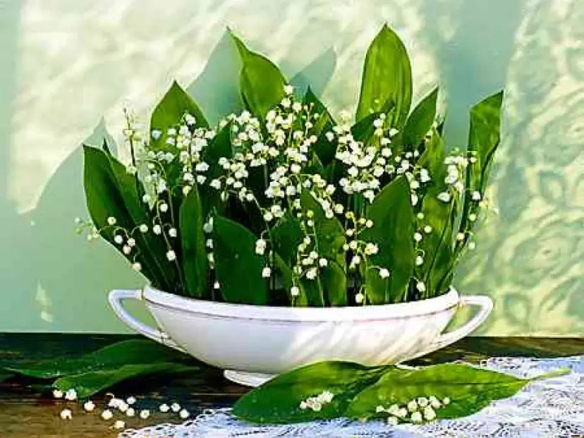 Kiedy jest sezon na konwalie? Odkryj czas ich pięknego kwitnienia