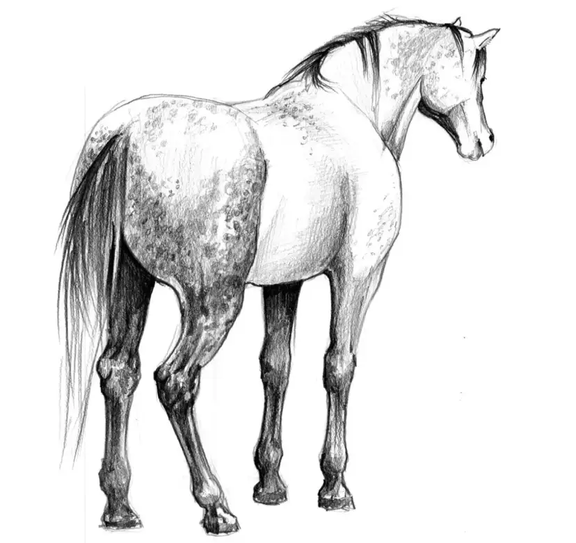 Jak rysować konie? Odkryj tajniki realistycznych i dynamicznych szkiców