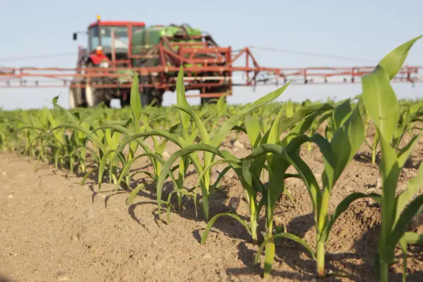 Jaki nawóz pod kukurydzę i ile zastosować dla najlepszych plonów
