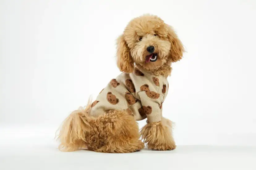 Sweterek dla psa DIY: Zrób to sam łatwo i bezpiecznie!