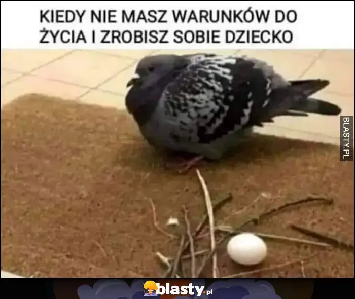 Gniazdo gołębia mem: Geneza, humor i najzabawniejsze przykłady