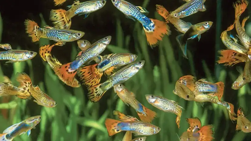 Czym karmić gupiki, aby zapewnić im zdrowie i długowieczność