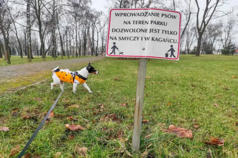 Czy pies może sikać na trawniku? Sprawdź skutki i zasady.