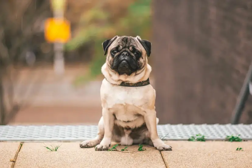 Smutny mops z nadwagą siedzi na zewnątrz, jego otyłość jest widoczna.