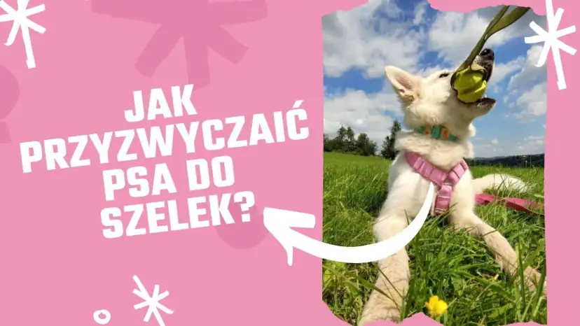 Jak przyzwyczaić psa do obroży: proste kroki, aby uniknąć stresu