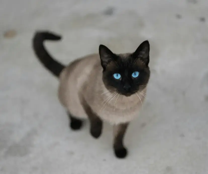 Biszkoptowy point kot tonkijski - cechy, kolor i pielęgnacja rasy