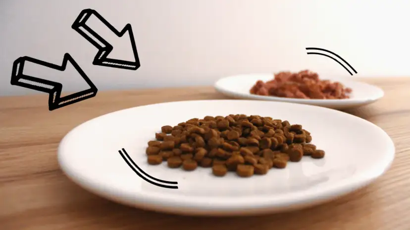 Ile mokrej karmy dla psa? Sprawdź tabelę dawkowania i uniknij błędów