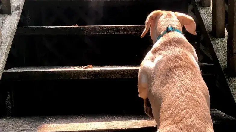 Jak pomóc psu wchodzić po schodach bez stresu i strachu