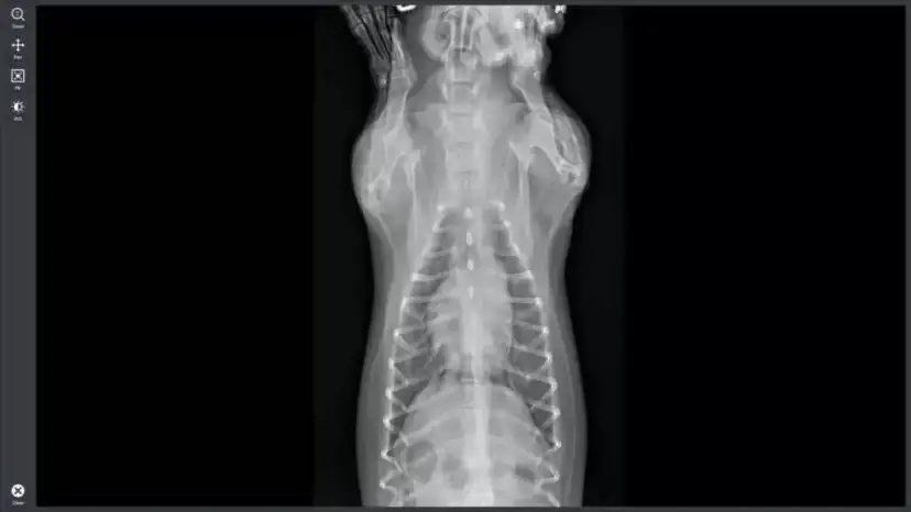 Ile kosztuje RTG zwierzęcia? Ceny badań weterynaryjnych 2024