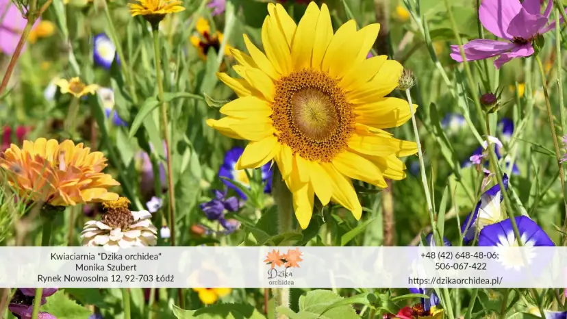 Słoneczniki i inne polne kwiaty w kwiaciarni "Dzika orchidea" tworzą barwną kompozycję.