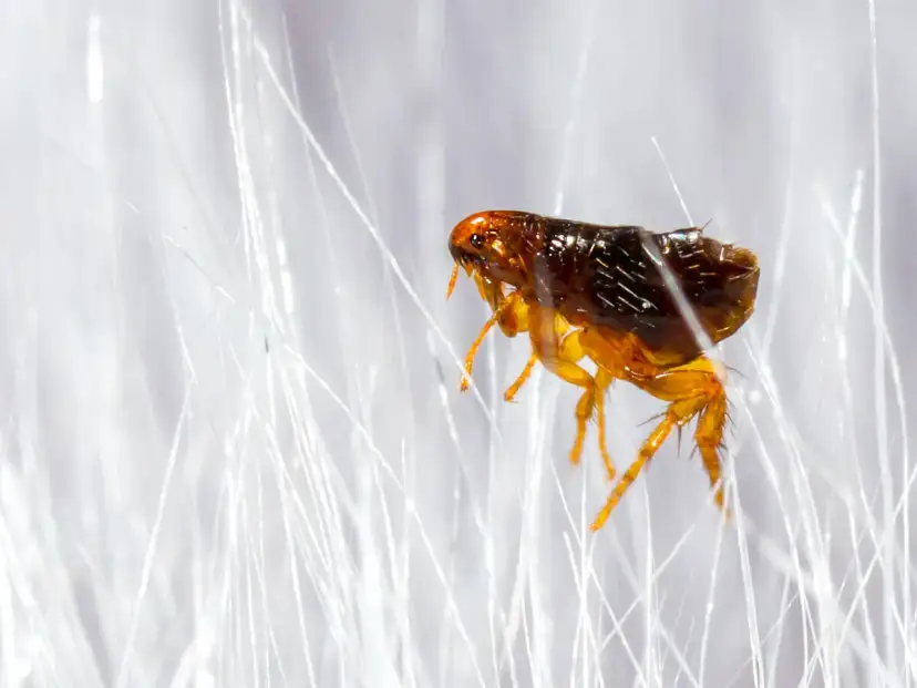 Was tun bei Flöhen bei Katzen? Effektive Tipps zur Bekämpfung