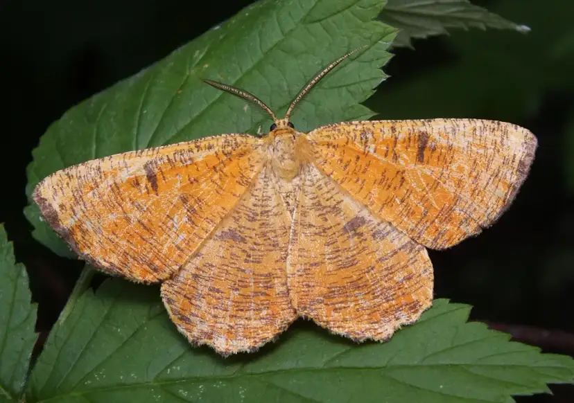 Jak rozmnażają się owady? Odkryj zaskakujące metody i strategie