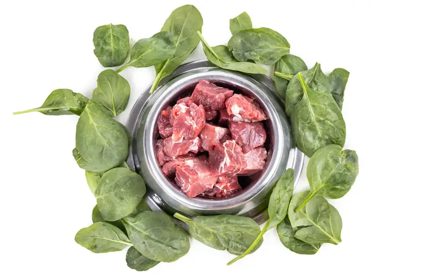 Czy pies może jeść szpinak? Bezpieczne porcje i zdrowe wskazówki