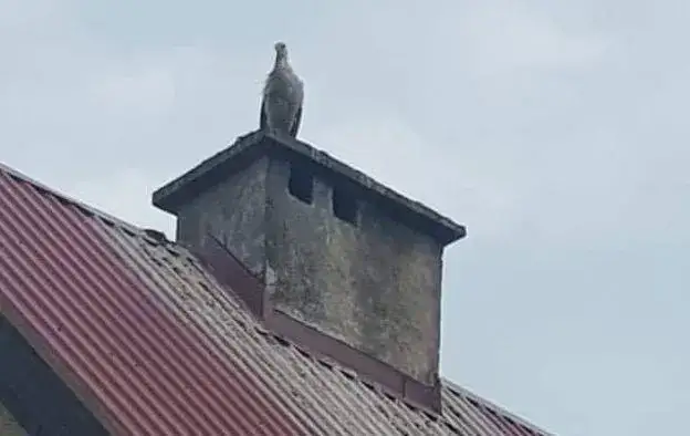 Co oznacza bocian na dachu domu? Symbolika szczęścia i ochrony