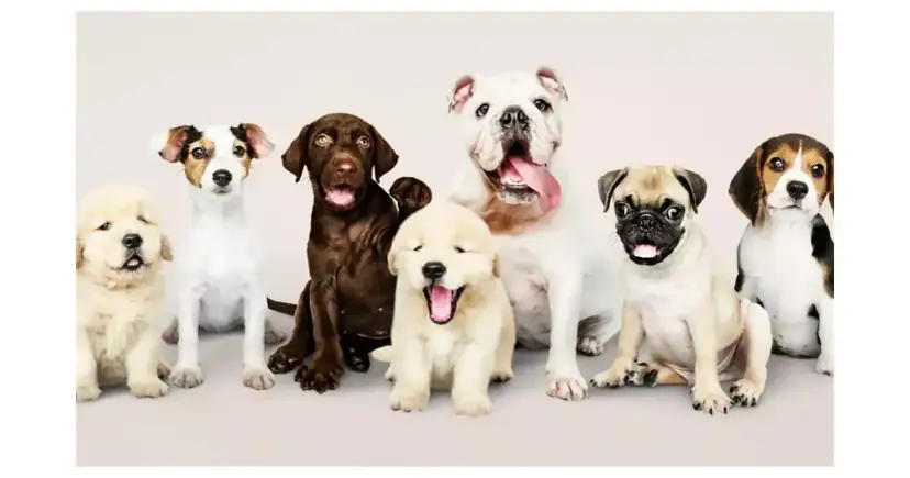 Jaki pies do mieszkania w bloku: idealne rasy dla Twojego komfortu