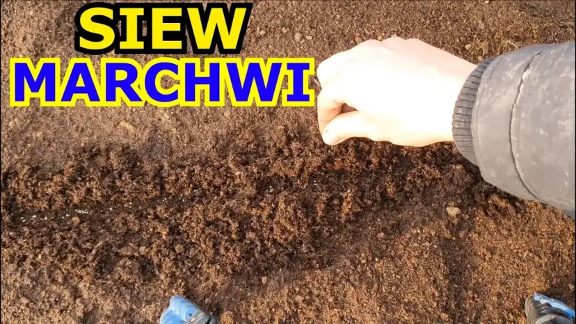 Jak sadzić marchewkę - uniknij najczęstszych błędów w uprawie