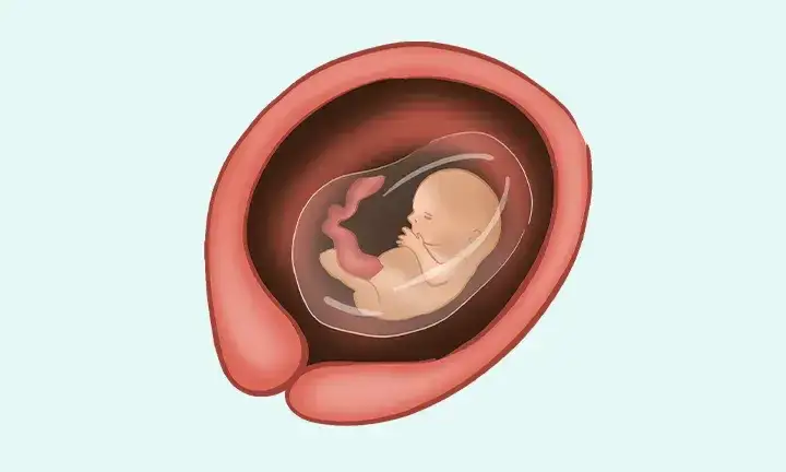 Jak wygląda płód w 13 tygodniu ciąży? Zaskakujące zmiany i rozwój