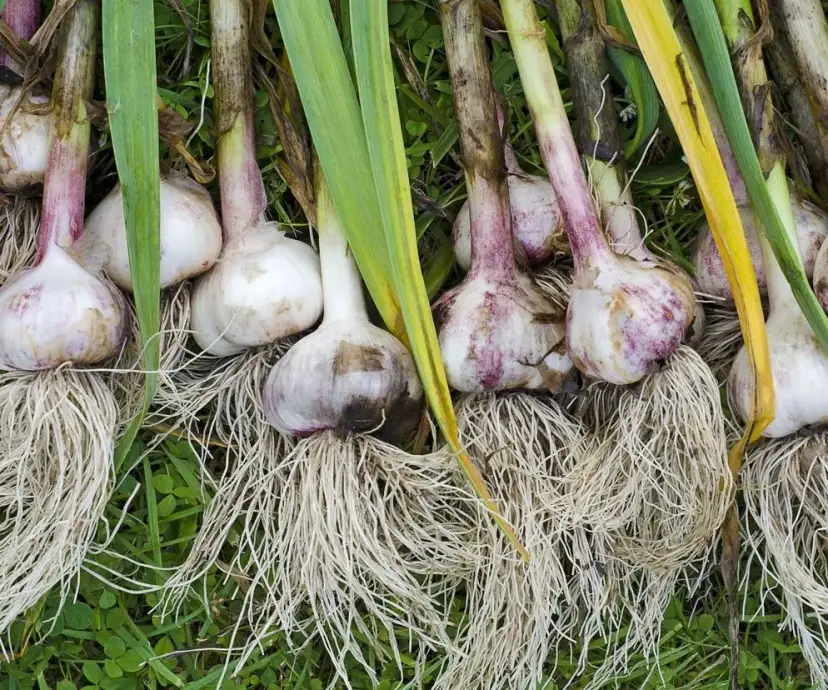 Kiedy sadzić czosnek, aby uniknąć błędów i cieszyć się plonami